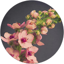 jeni amal profile picture